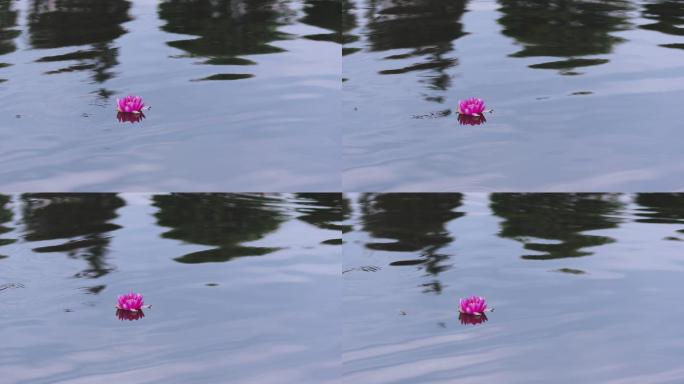 4K水中的一朵睡莲微距特写