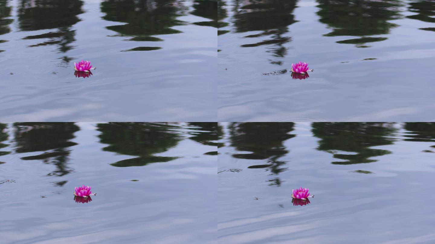 4K水中的一朵睡莲微距特写
