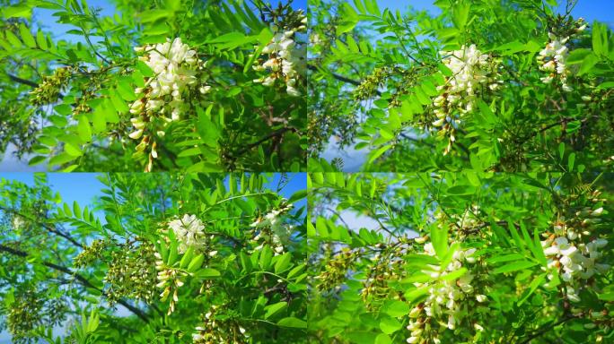 槐花清香绿色植物美食