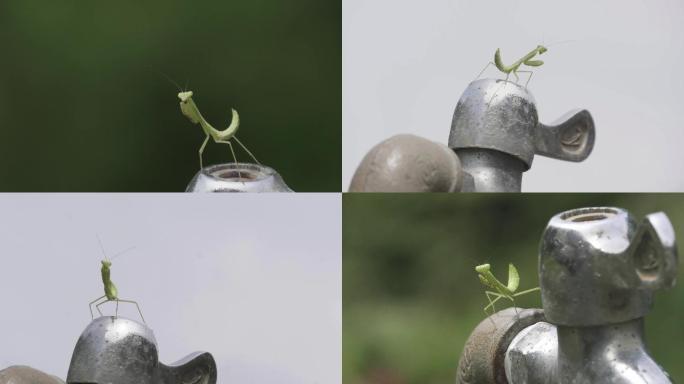 4k素材骑虎难下的小螳螂昆虫