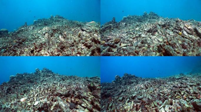 珊瑚白化，破坏脆弱的珊瑚礁生态系统