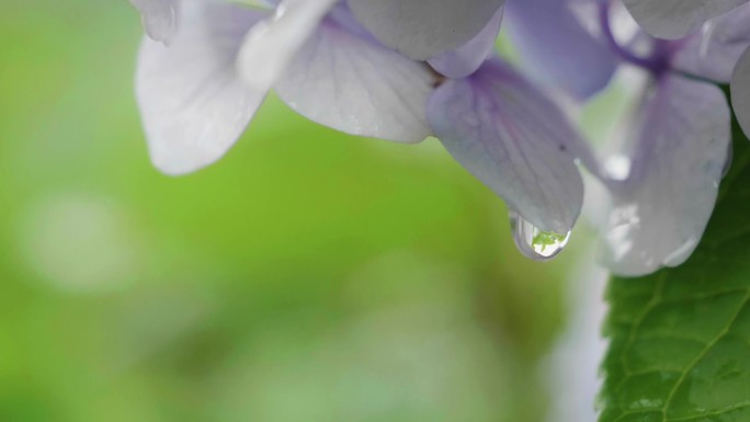 雨中的绣球花