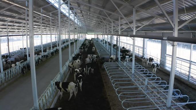奶牛养殖基地产业规模畜牧