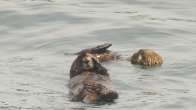 海獭海洋哺乳动物海洋生态可爱动物