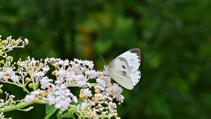 花丛中飞舞的灰蝶升格拍摄