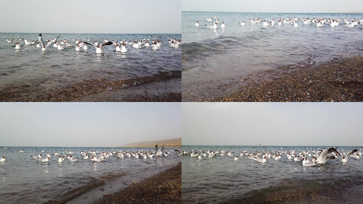 青海湖的候鸟海鸥（3）