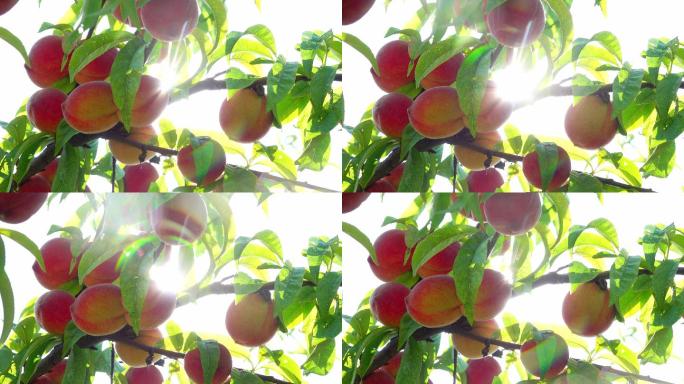阳光中的桃子