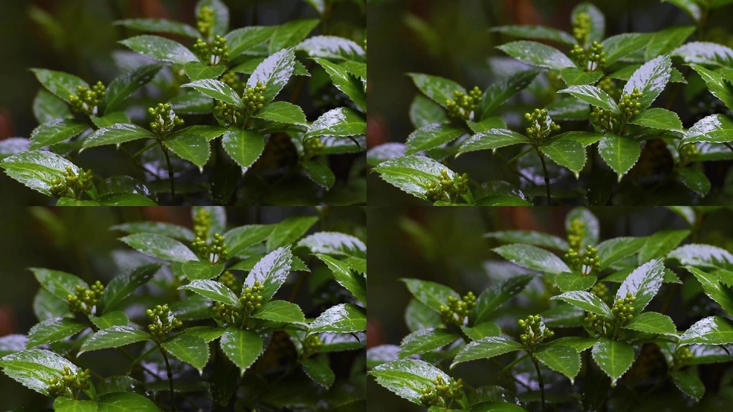 高清草珊瑚（中草药）视频素材