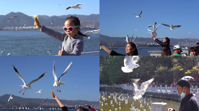 实拍各种游客喂海鸥的场面慢镜升格拍摄