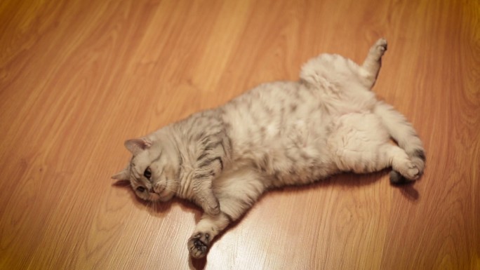 可爱的猫在家里玩玩具，躺在地板上