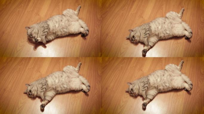 可爱的猫在家里玩玩具，躺在地板上