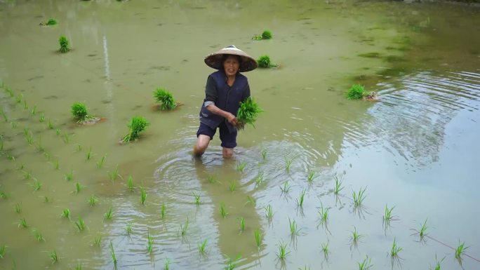 醉人美景在田间，记录阿婆插秧的最美瞬间