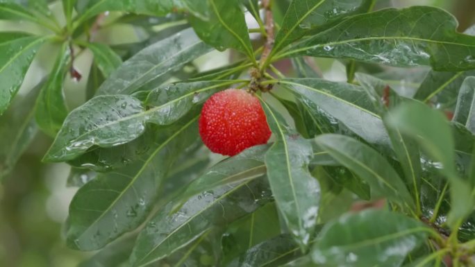 雨中杨梅视频素材