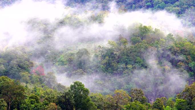 广角拍摄热带雨林丛林中流动的山峦