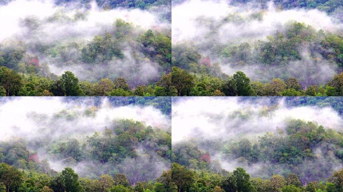 广角拍摄热带雨林丛林中流动的山峦