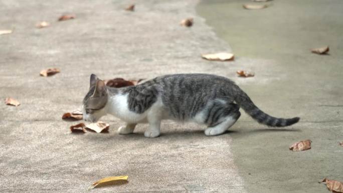 流浪猫-家猫