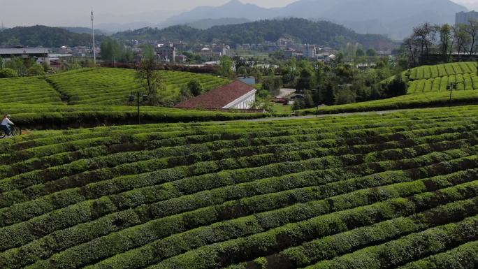 建德茶园骑行生态农业