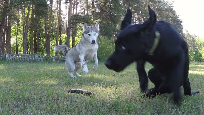 哈士奇拿走了拉布拉多猎犬的玩具。