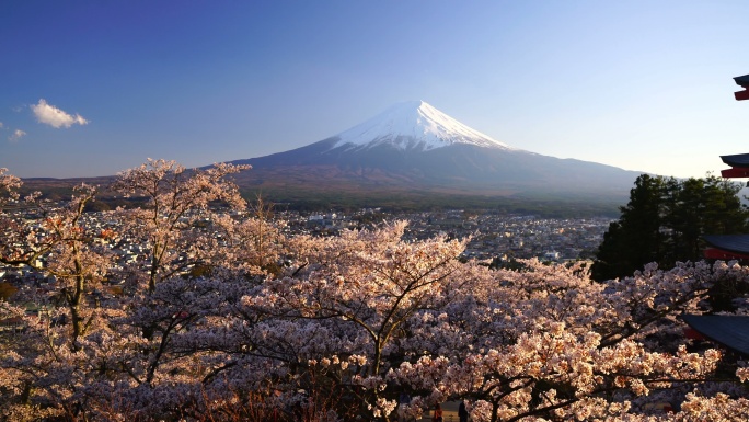 日本富士山和樱花景观