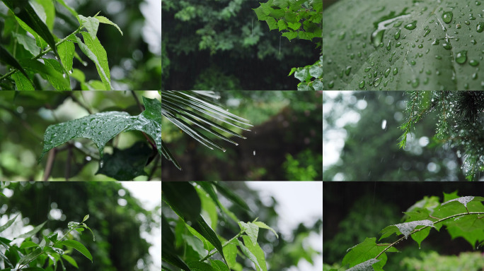 下雨树叶雨滴