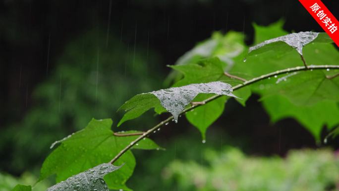 下雨树叶雨滴