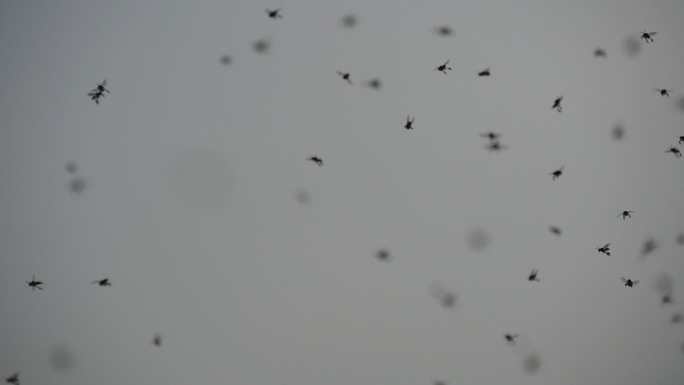 夏天成群的蚊子在飞翔