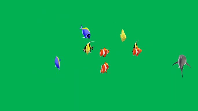 3d逼真彩色斑斓鱼群游来游去绿幕视频素材