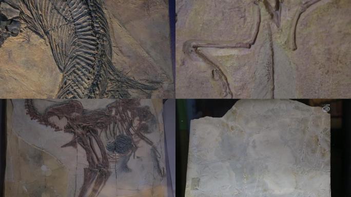 远古时期古生代鱼类鸟类化石