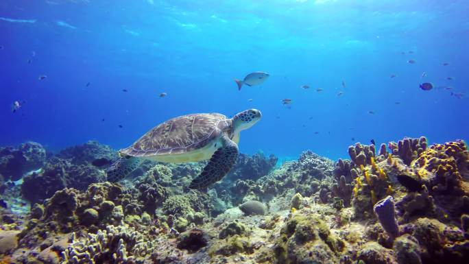 海底的一只大海龟海底世界三亚潜水深海鱼群