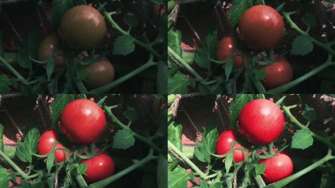 番茄从绿色番茄到成熟的红色番茄