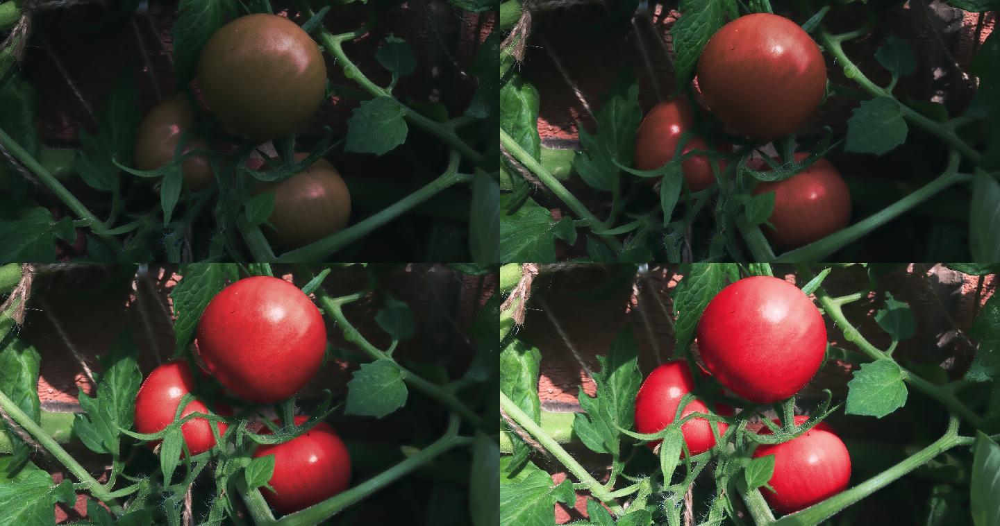 番茄从绿色番茄到成熟的红色番茄