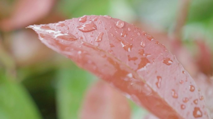 叶子上的水珠