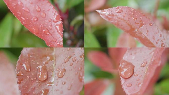叶子上的水珠