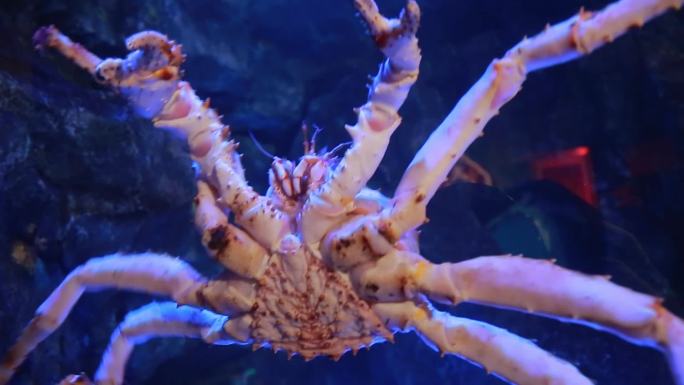 帝王蟹竖着走的蟹最大型的蟹