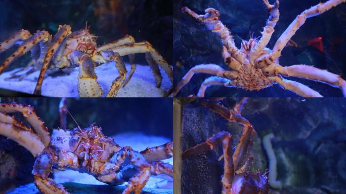 帝王蟹竖着走的蟹最大型的蟹