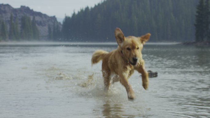 金毛猎犬在水中慢动作玩耍