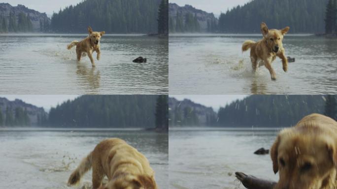 金毛猎犬在水中慢动作玩耍