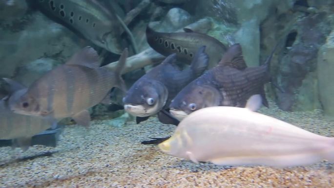 魟鱼斑马狗头鱼海洋生物海底鱼类