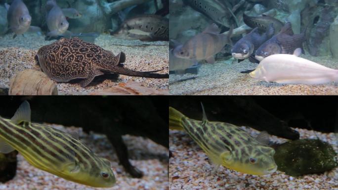 魟鱼斑马狗头鱼海洋生物海底鱼类