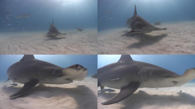 大锤头鲨宣传片广告视频素材风光空镜