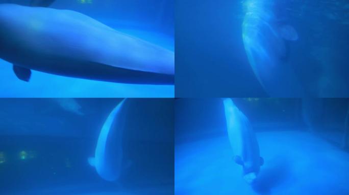 白鲸海洋中的金丝鸟呆萌的白鲸鱼