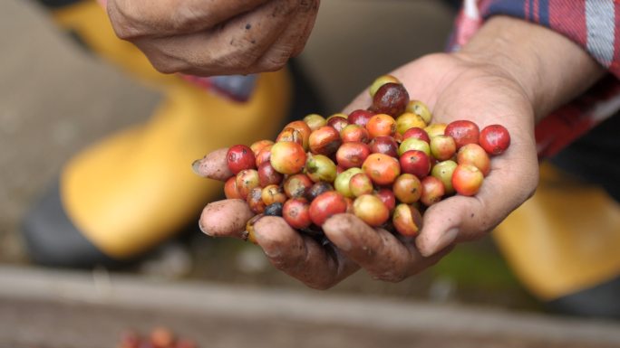 农夫整理咖啡樱桃。