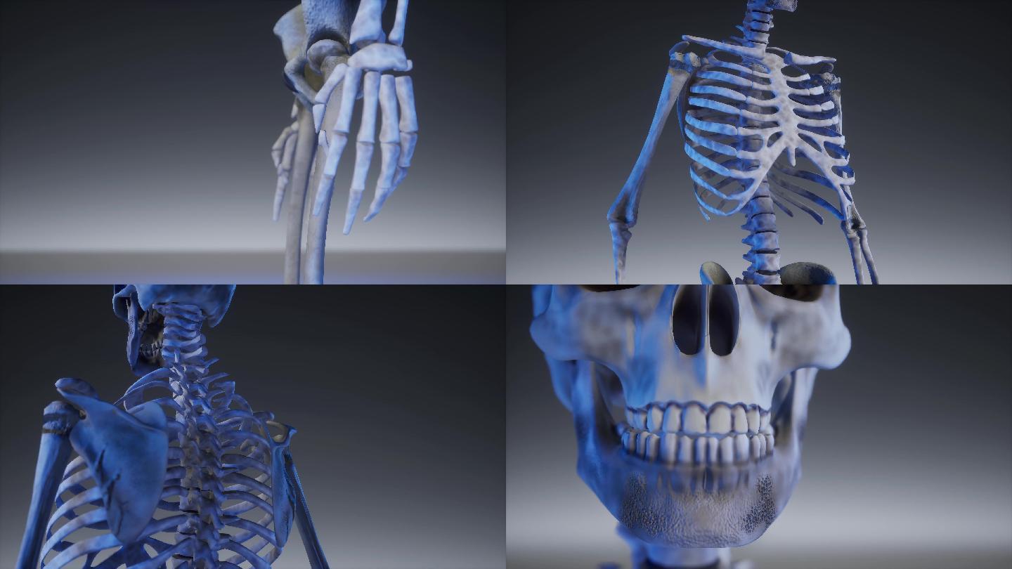 人体骨架人体解剖学骨骼骷髅