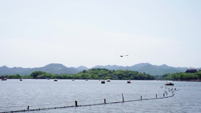 西湖美景飞鸟掠过天空