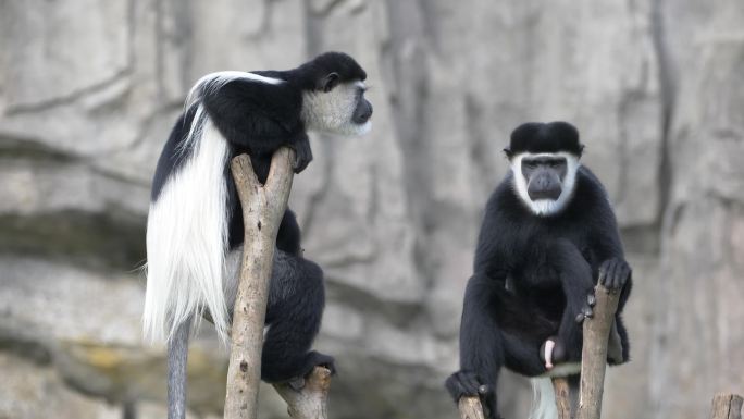 漂亮的黑白疣猴