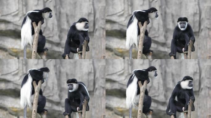 漂亮的黑白疣猴