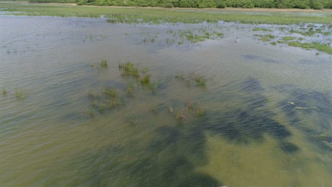 在湖里觅食的野象