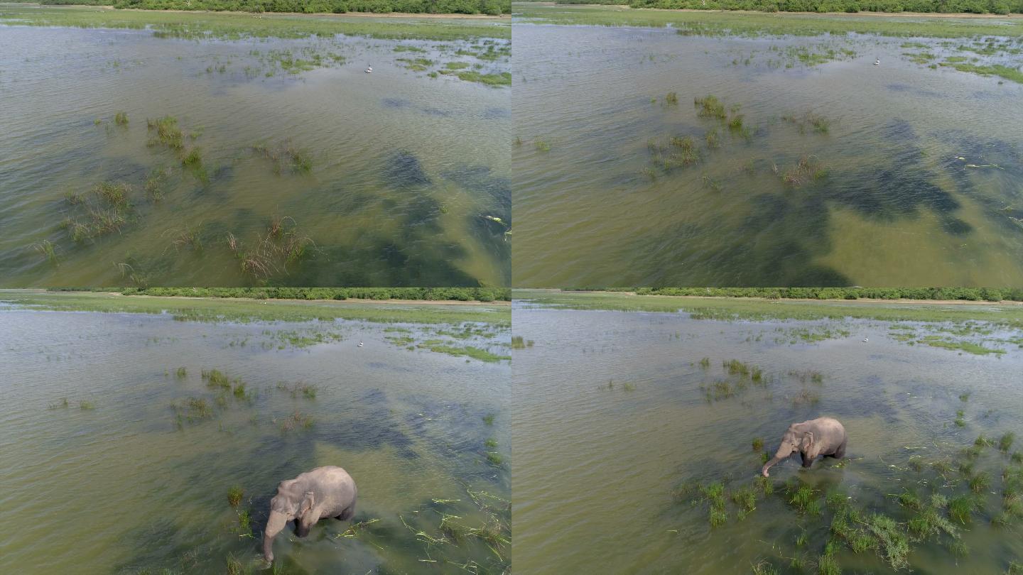 在湖里觅食的野象