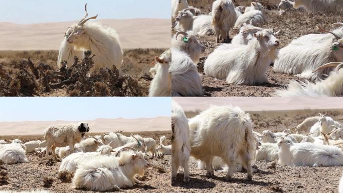 沙漠中的山羊