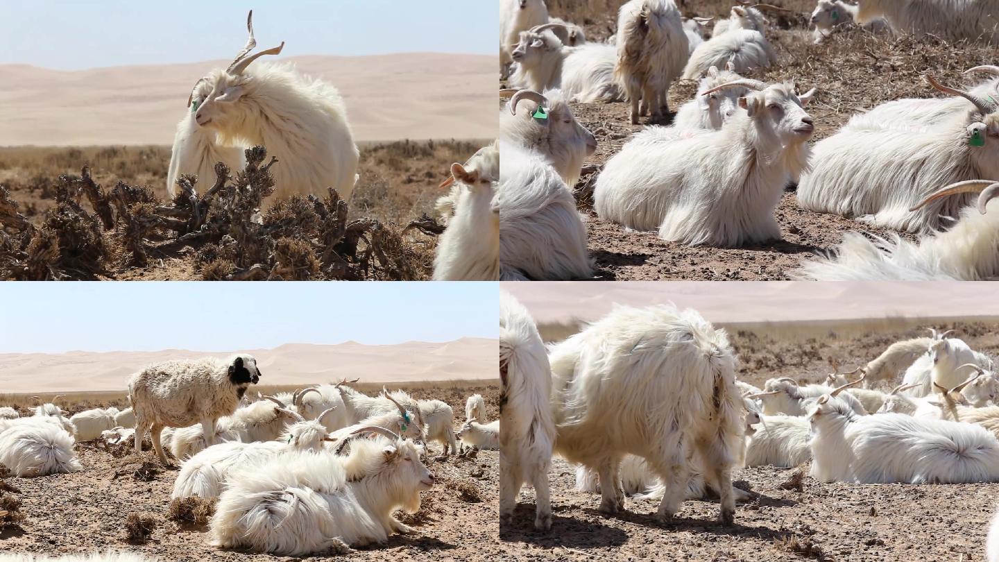 沙漠中的山羊